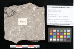 Foto (Objekt + Etikett) von Cassia hyperborea Unger (NHMW-GEO-2024-0188-8052)